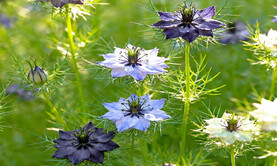 Anzer Propolis Üretimi