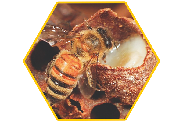 Saf Yerli Arı Sütü 10 gr, Anzer Balı Kooperatifi 2025 - 2026 - 3